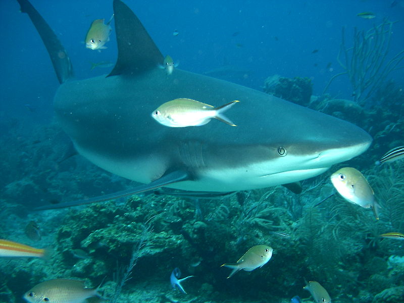 A grey reef shark pondering a midday snack.  