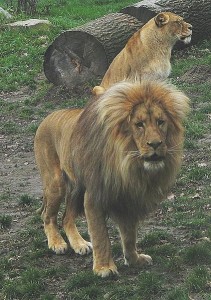 Less well known than the lion's mane is the more embarassing "lion's porn 'stache" commonly grown by subadult males.