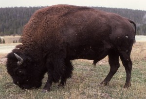 This is NOT a buffalo DAMNIT!