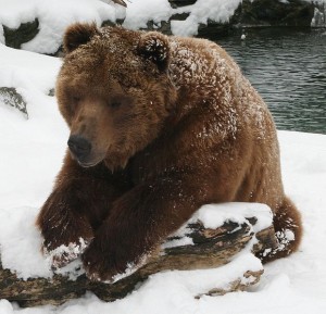 In formerly soviet territory of Kodiak, Alaska, teddy bear hugs YOU.  