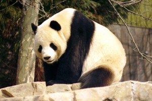A panda pondering its inability to get it up.  Every day of its life is like this, plus bamboo-binging.