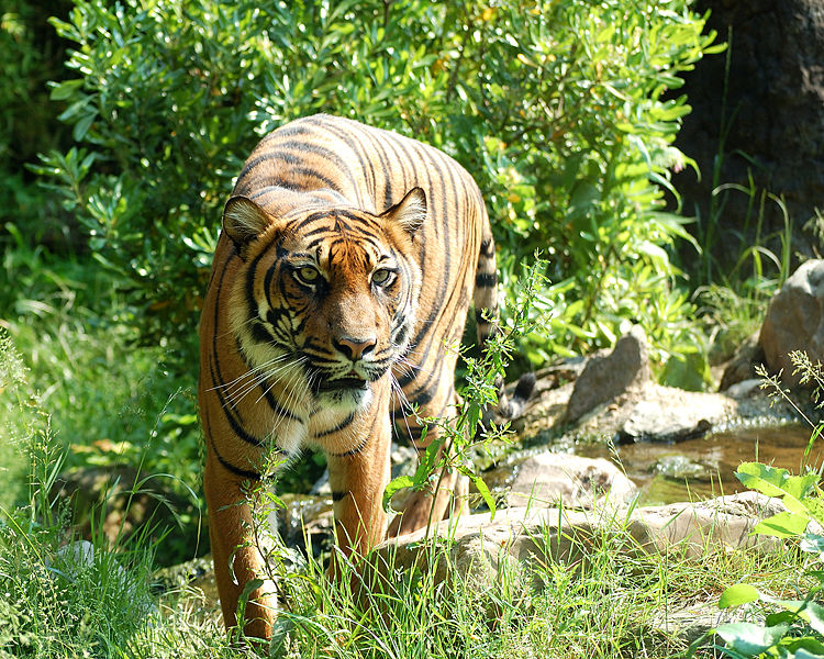 Despite what you may know about cats, tigers like water.  See where stereotypes lead you?  