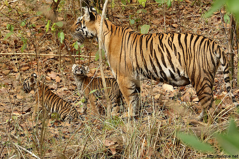Tiger stripes can break up their outlines against a forest or long grass quite nicely.  Although the middle fellow there doesn't seem to be impressed.