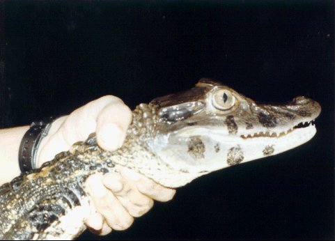 Caiman babby.  Note that it is, in fact, a member of the Alligatoridae.  